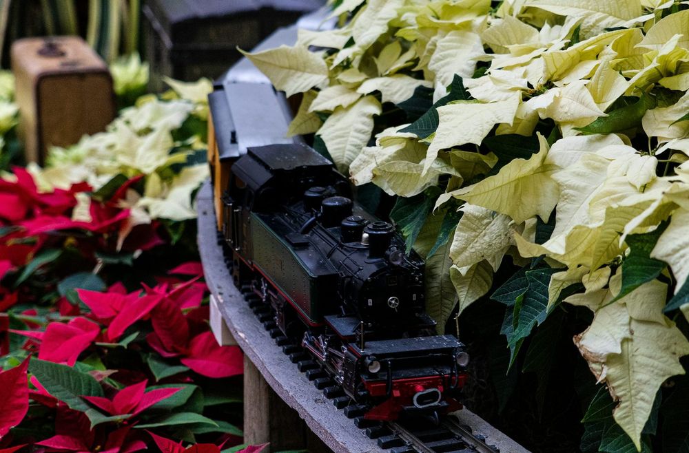 A black model steam train runs along a curved track between red and cream poinsettias in a festive display
