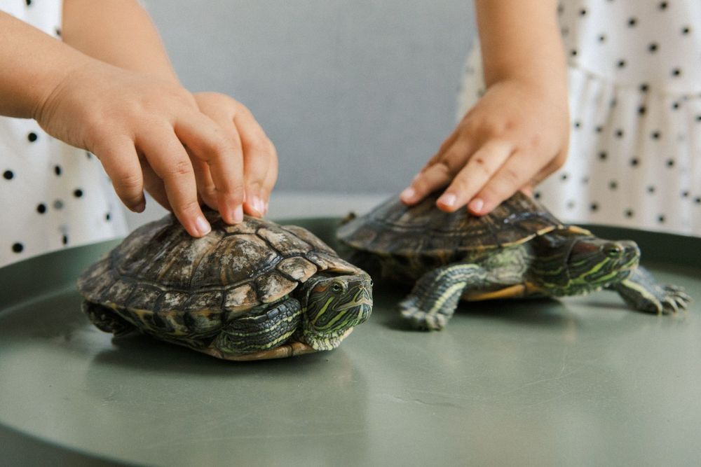 Live Turtle Museum (newly reopened)